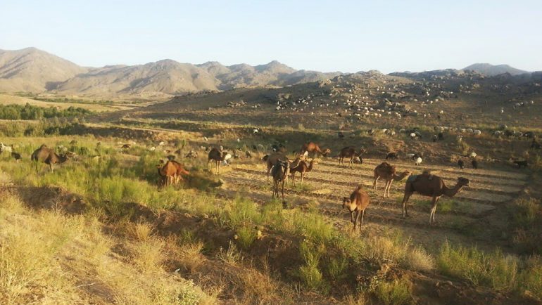 کوچی‌ها کشت‌زارهای باشندگان ولسوالی ناور غزنی را از بین بردند