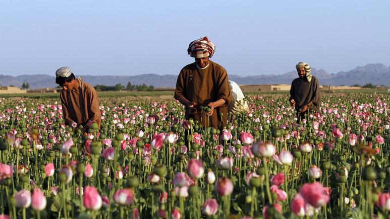 سفارت امریکا: منع تولید مواد مخدر توسط طالبان «نخستین گام مثبت» است